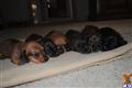 dachshund puppy posted by rhardison53