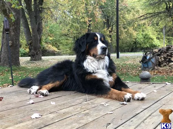 Bernese Mountain Dog stud dog