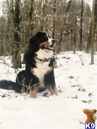 Bernese Mountain Dog stud dog