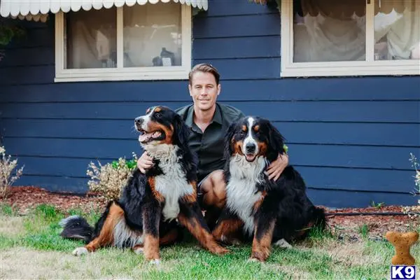 Bernese Mountain Dog stud dog