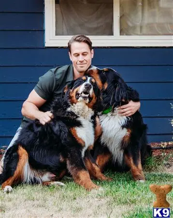 Bernese Mountain Dog stud dog