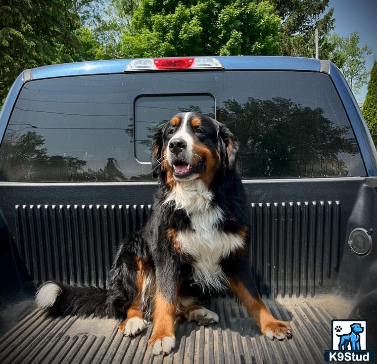 a bernese mountain dog dog sitting on a bench