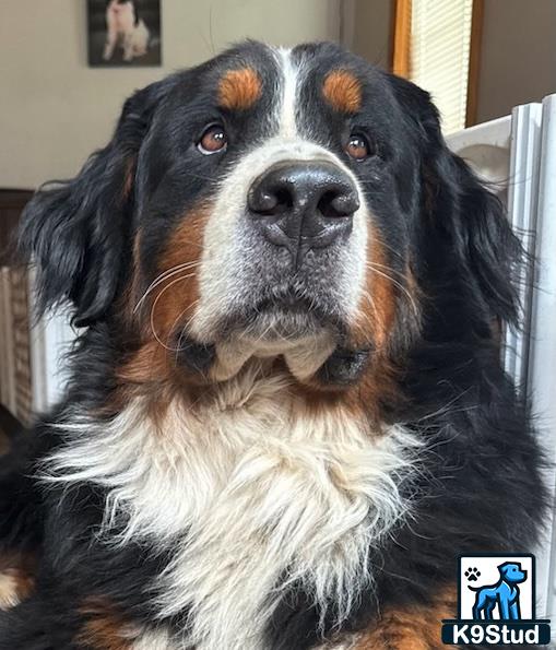 a bernese mountain dog dog with a brown and white face