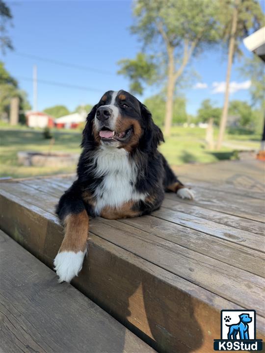 a bernese mountain dog dog sitting on a wood bench
