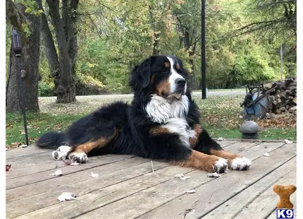 Bernese Mountain Dog