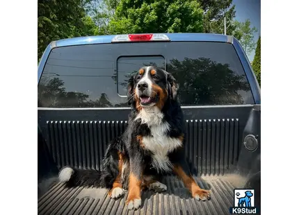 a bernese mountain dog dog sitting on a bench