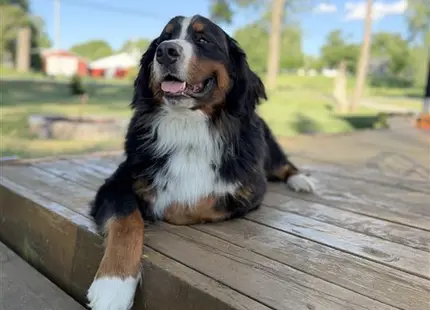a bernese mountain dog dog sitting on a wood bench
