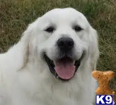 Golden Retriever stud dog