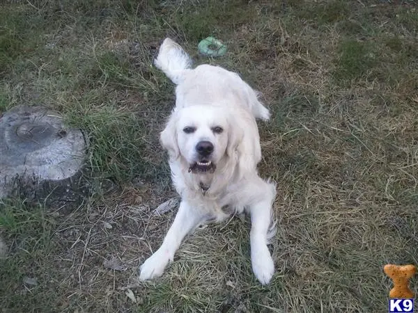 Golden Retriever stud dog