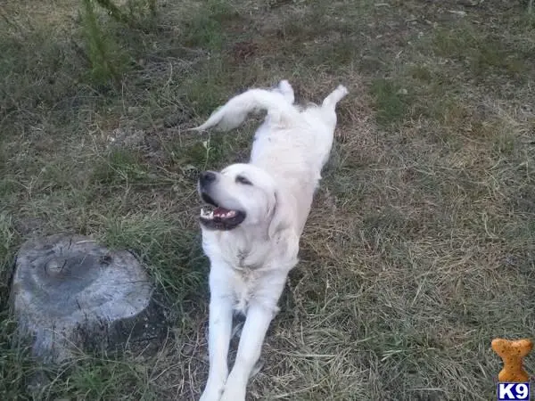 Golden Retriever stud dog