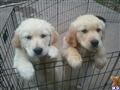 golden retriever puppy posted by rhettdaneka