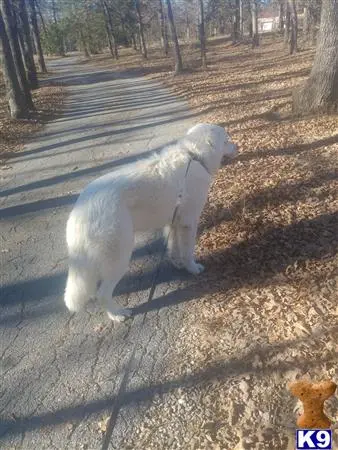 Great Pyrenees