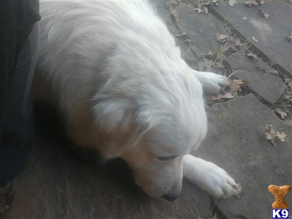 Great Pyrenees stud dog