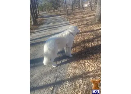 Great Pyrenees