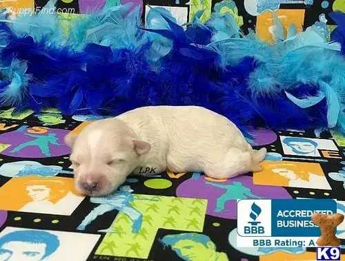 Maltipoo puppy for sale: a pig lying on a bed