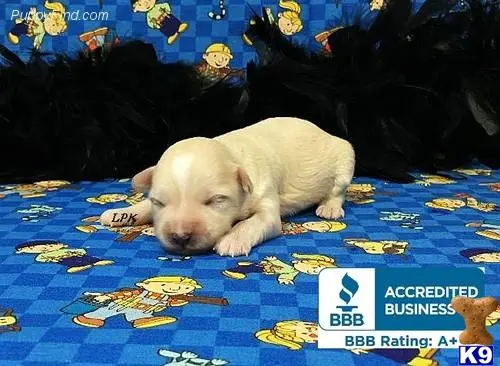 Maltipoo puppy for sale: a pig lying on a rug