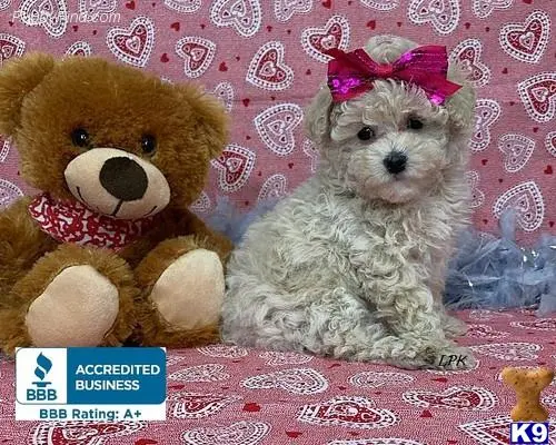 Poodle puppy for sale: a poodle dog and a teddy bear