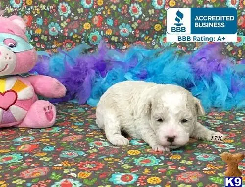 Poodle puppy for sale: a poodle dog lying on a colorful blanket