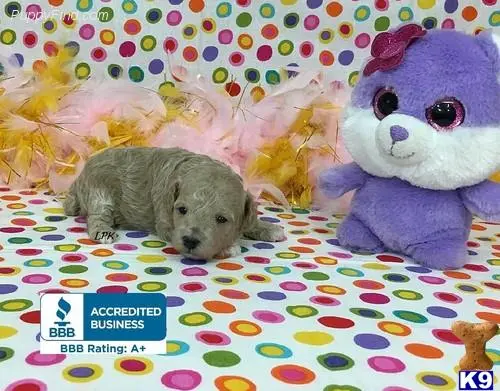 Poodle puppy for sale: a poodle dog lying on a bed with a stuffed animal