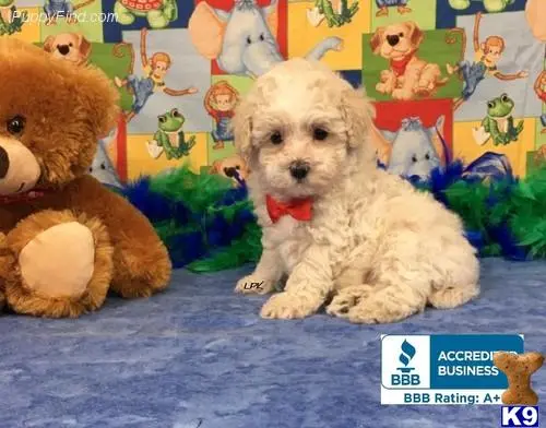 Poodle puppy for sale: a poodle dog sitting next to a teddy bear