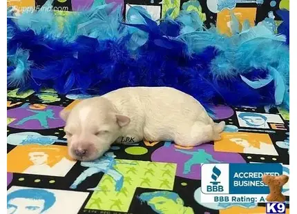 Maltipoo puppy for sale: a pig lying on a bed