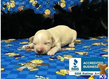 Maltipoo puppy for sale: a pig lying on a rug