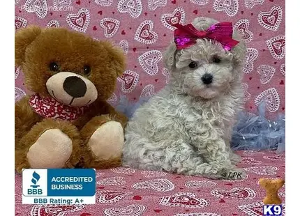 a poodle dog and a teddy bear