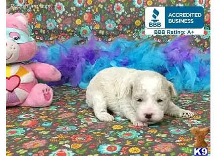 a poodle dog lying on a colorful blanket