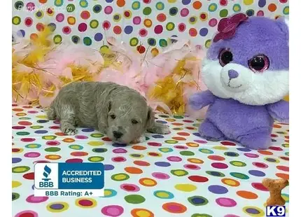 a poodle dog lying on a bed with a stuffed animal
