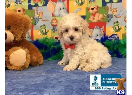 a poodle dog sitting next to a teddy bear