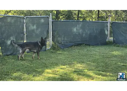 a german shepherd dog walking in a grassy area