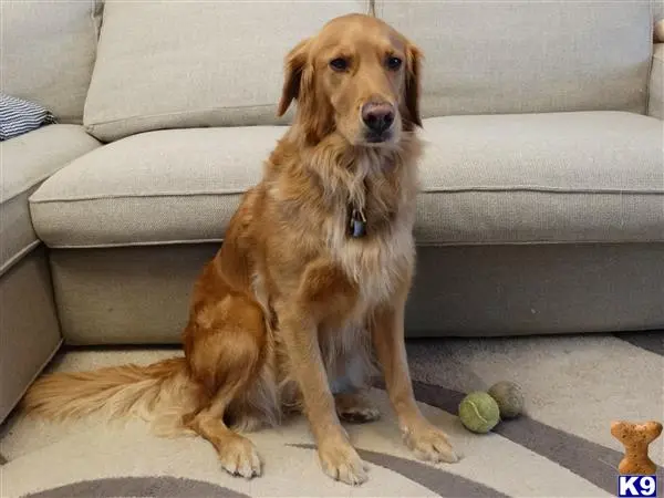 Golden Retriever female dog: Golden Retriever sitting on a rug near a couch