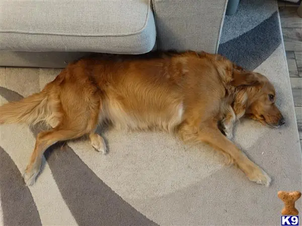 Golden Retriever female dog: Golden Retriever lying on a rug beside a couch