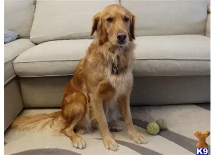 Golden Retriever