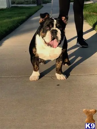 English Bulldog stud dog