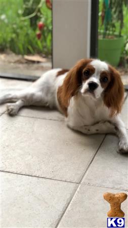 a cavalier king charles spaniel dog lying on the ground