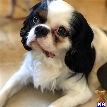 a cavalier king charles spaniel dog lying on the ground