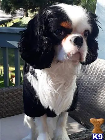 Cavalier King Charles Spaniel stud dog