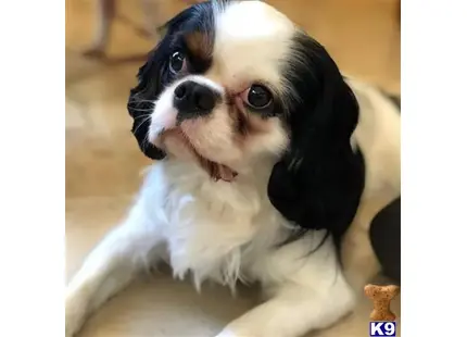 Cavalier King Charles Spaniel