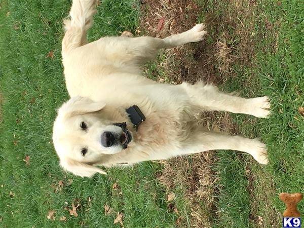 Golden Retriever dog