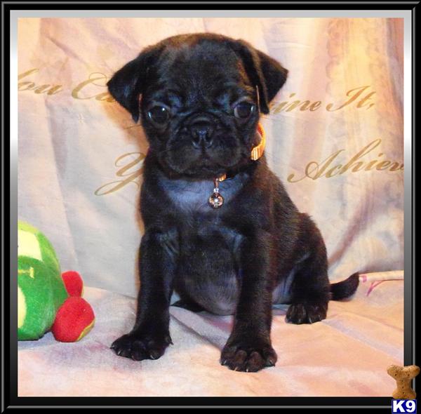 black pugs for sale in florida pug puppy for sale beautiful black pug puppy 675 6 years black pugs for sale in florida pug puppy for sale beautiful black pug puppy 675 6 years