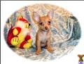 Chihuahua