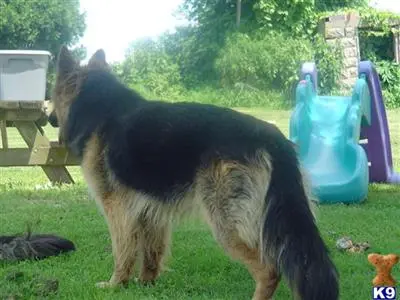 German Shepherd puppy for sale: a german shepherd dog standing on grass