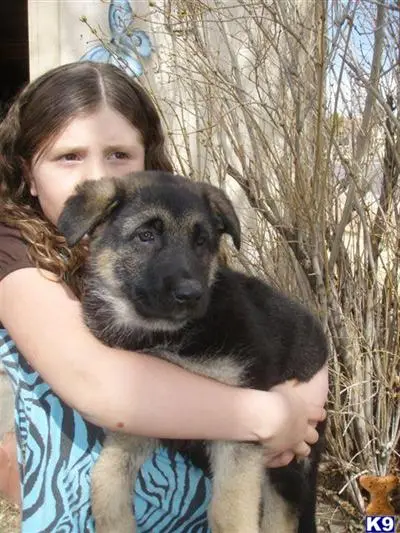 German Shepherd puppy for sale: a woman holding a german shepherd dog