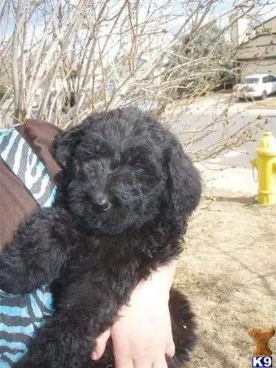Labradoodle puppy for sale: a person holding a labradoodle dog