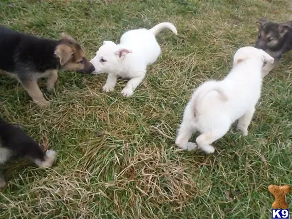 German Shepherd puppy for sale: a group of german shepherd puppies in a grassy area