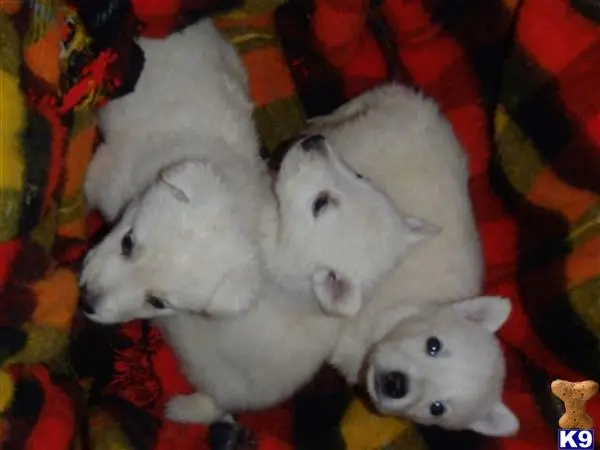 German Shepherd puppy for sale: a group of stuffed animals