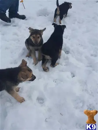 German Shepherd puppy for sale: a group of german shepherd dogs in the snow