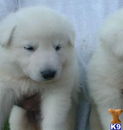 German Shepherd puppy for sale: a white german shepherd dog with a cracker in its mouth