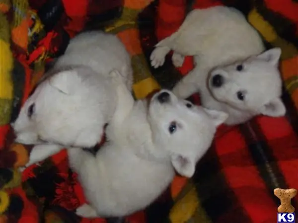 German Shepherd puppy for sale: a group of stuffed animals